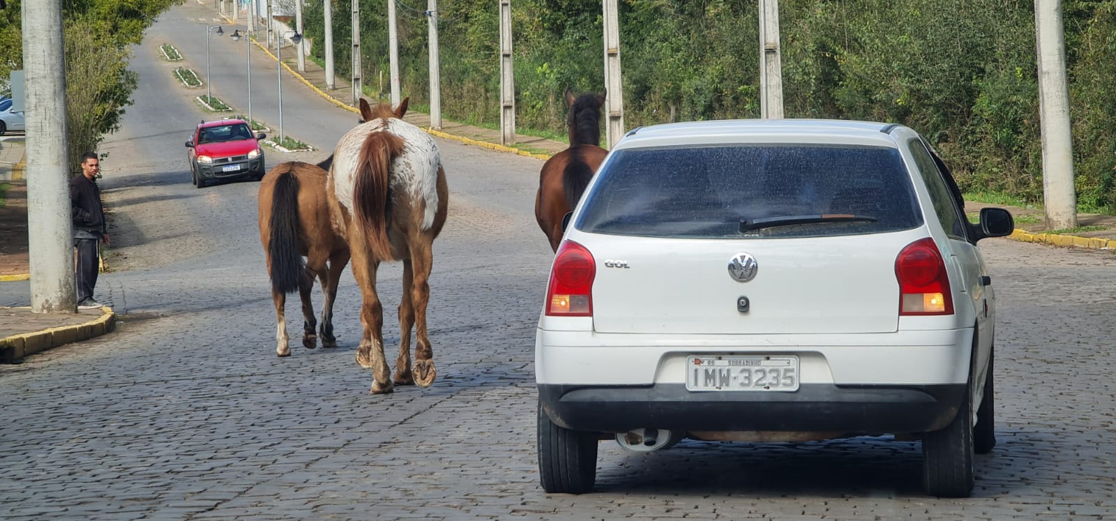 Animais soltos seguem causando transtornos em Sobradinho